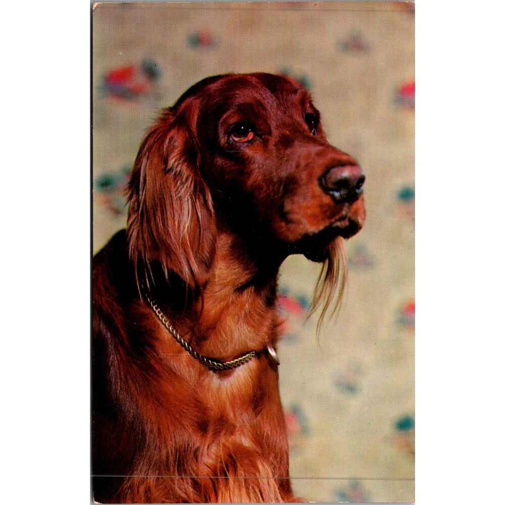 Let's Go Hunting An Irish Setter Vintage Postcard SP17-25